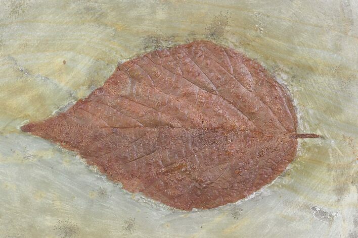 Fossil Leaf (Beringiaphyllum) - Glendive Montana #95309